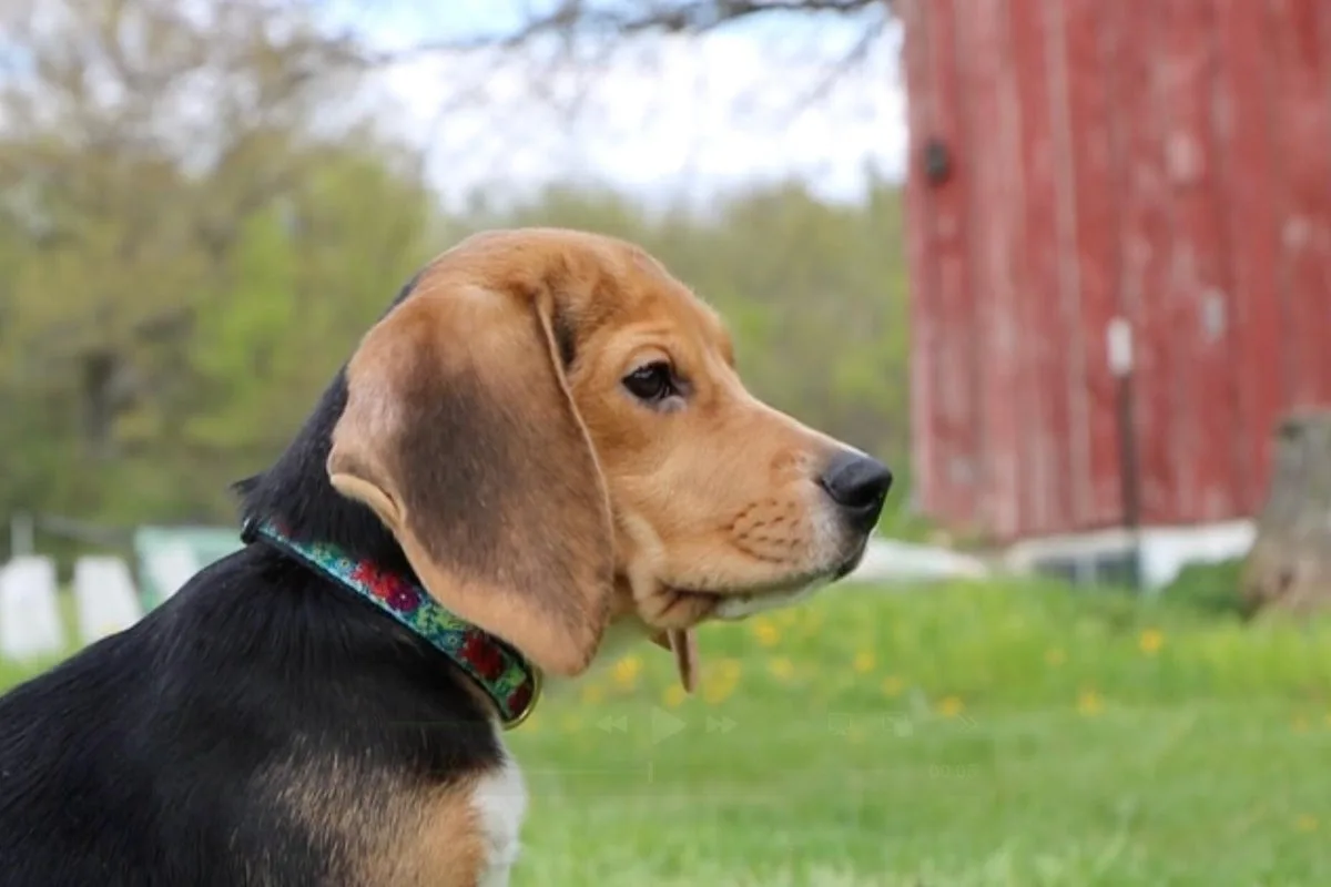 1,500 Beagles Removed from Wisconsin Research Facility for Adoption