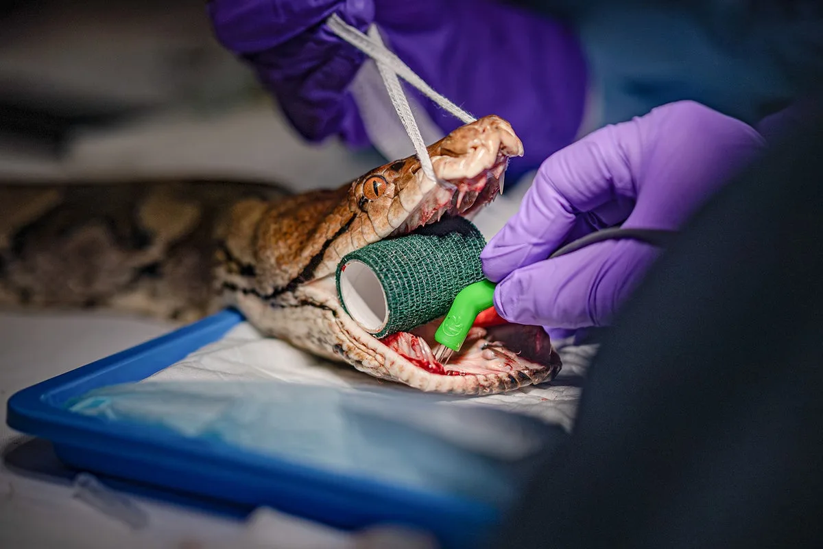 23-Year-Old Python Receives World-First Electrochemotherapy for Cancer