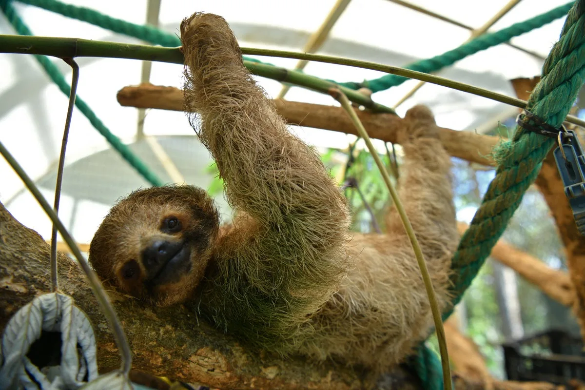 31 Sloths Die at Florida Warehouse Linked to Orlando Animal Attraction