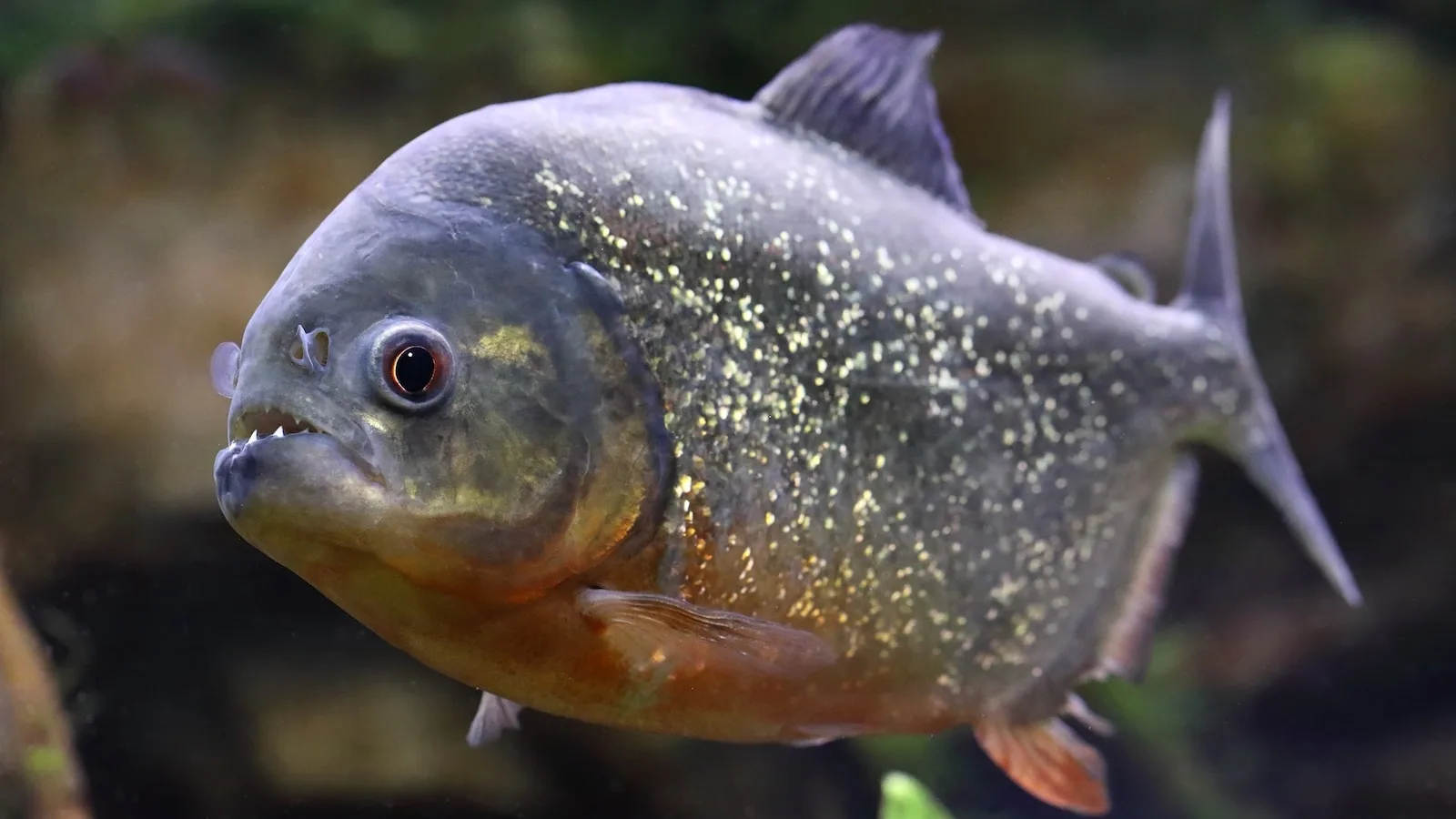 8-Year-Old Catches Piranha While Fishing at Pennsylvania Lake
