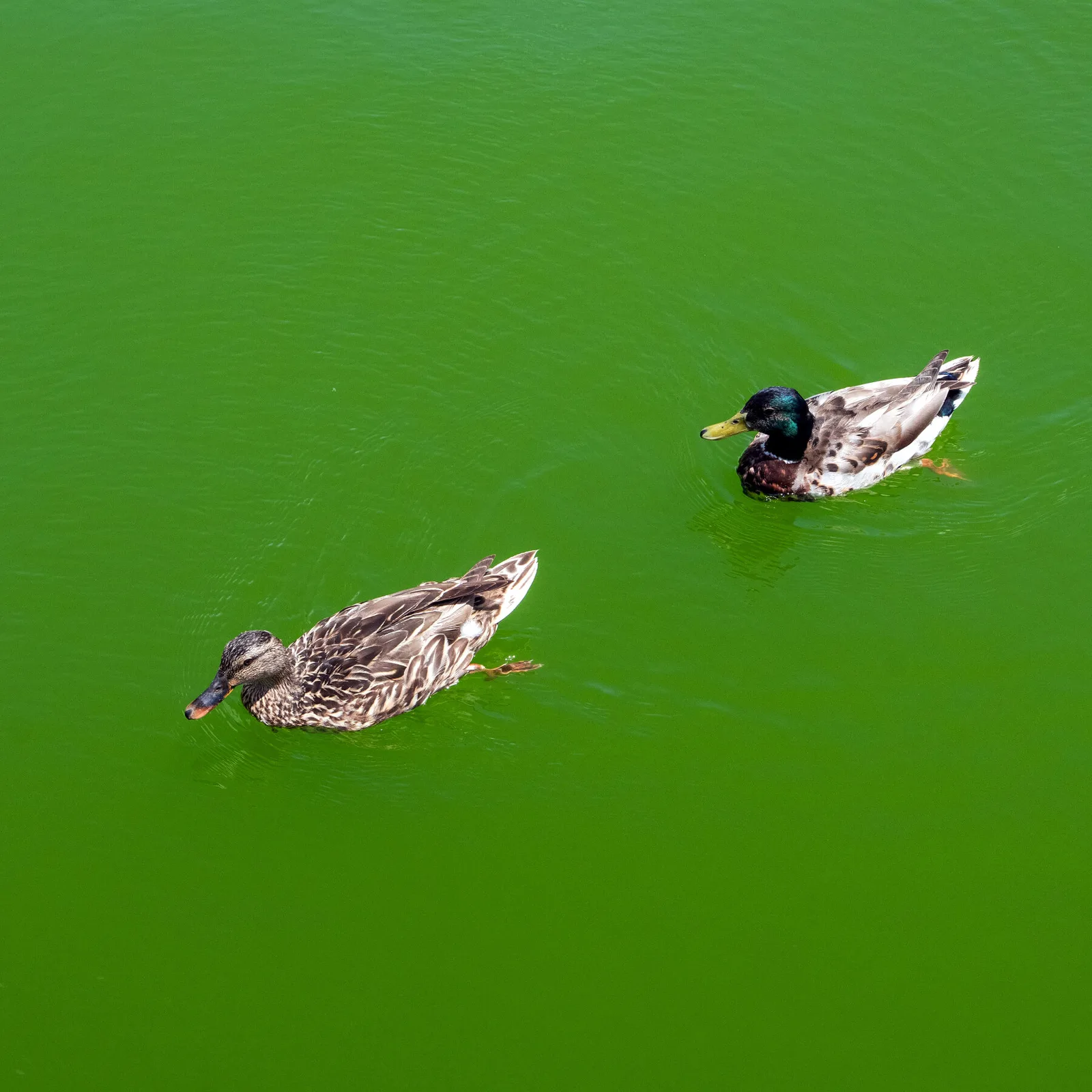 Algae Bloom Turns Washington's Reflecting Pool Green After Recent Renovation