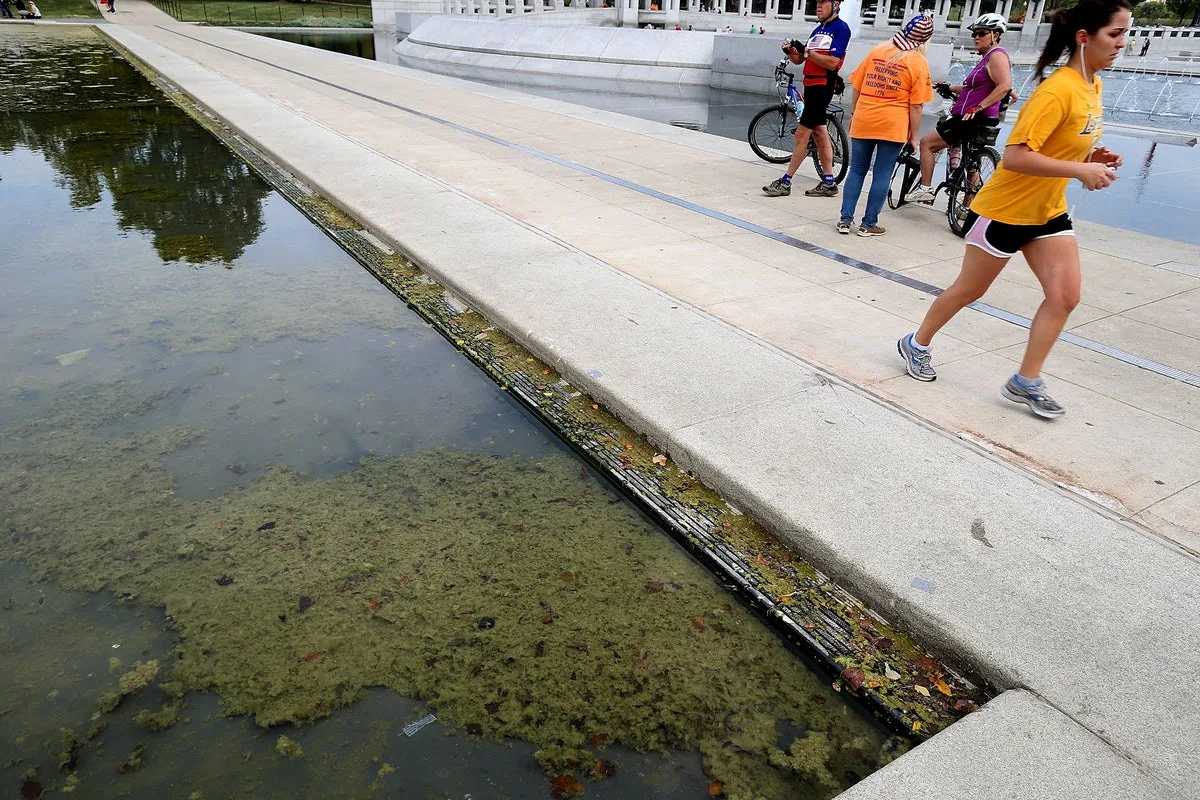Algae Returns to Lincoln Memorial Reflecting Pool After $14M Renovation