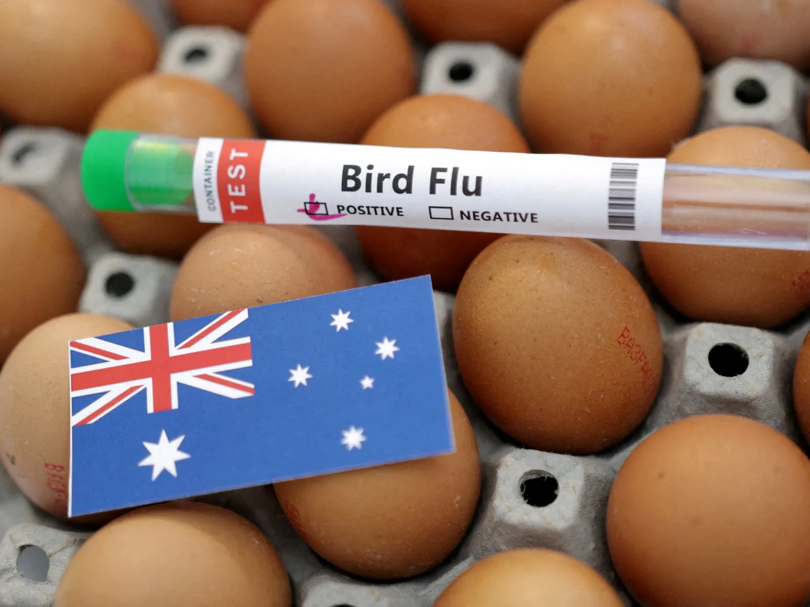 Australia Confirms First Mass Seabird Deaths from H5N1 Bird Flu Outbreak