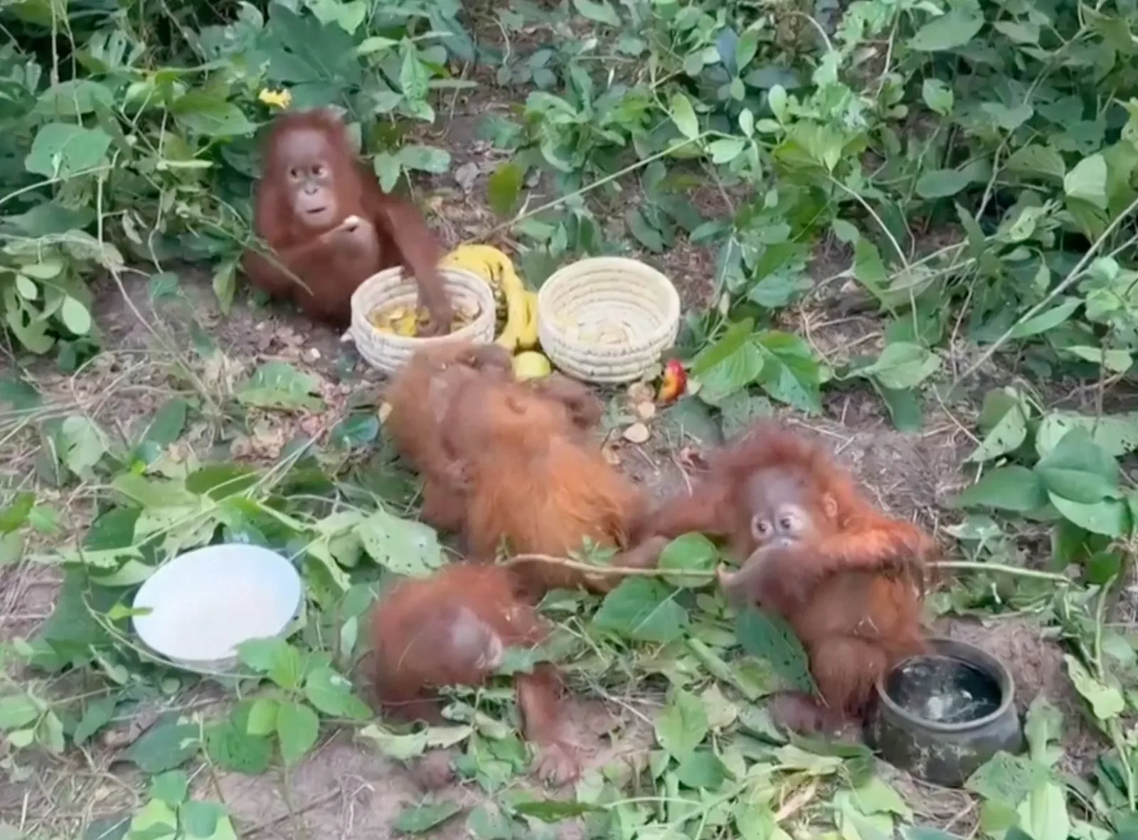 Baby Orangutans Rescued in Odisha Forest, Trafficking Investigation Launched