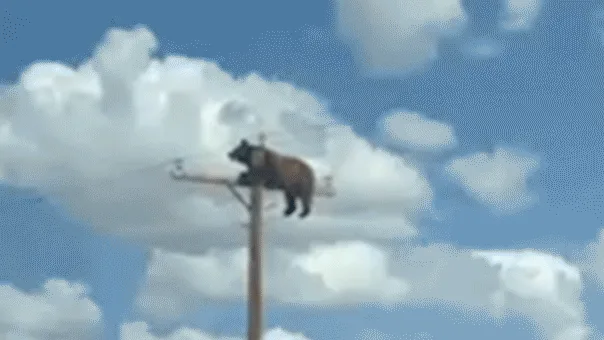 Bear Dies After Climbing Utility Pole in Rural New Mexico