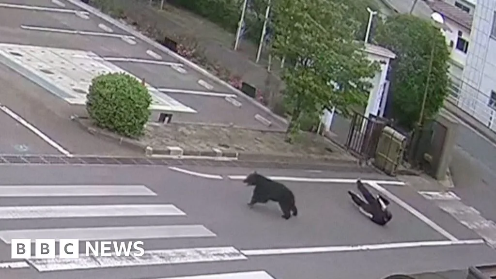 Bear Injures Four in Attack at Japanese Steel Works, Remains at Large