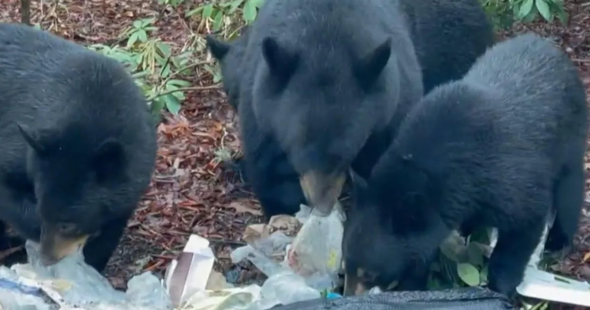Bear Sighting in Tennessee Parking Lot Prompts Shoppers to Flee