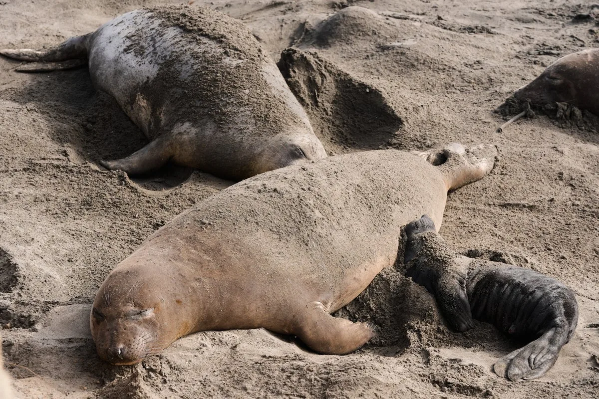 Avian flu outbreak kills about 30 elephant seal pups in California park