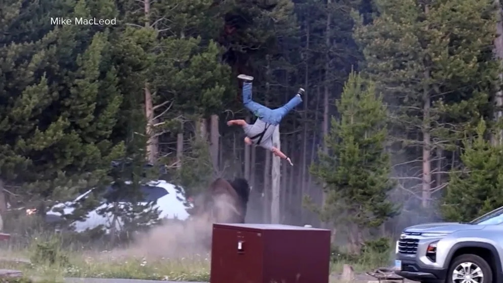 Bison Charges and Injures Tourist at Yellowstone National Park Campground