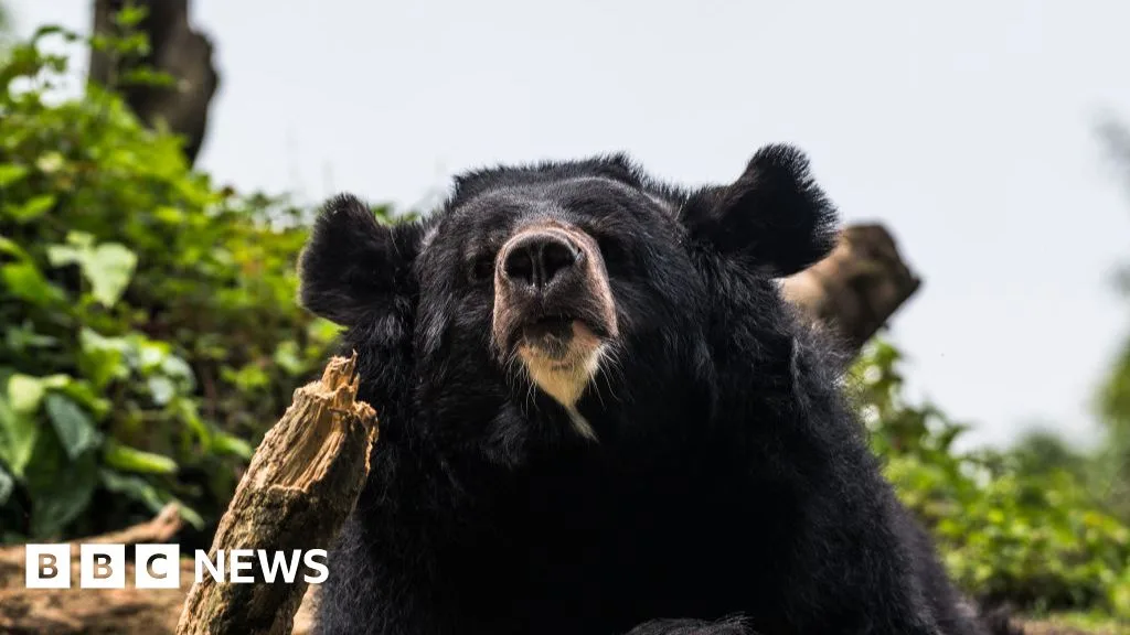 Bear Captured in Utsunomiya After Sightings Prompt School Closures