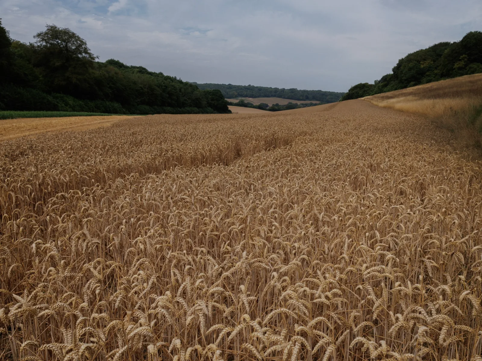 Black Sea Grain Exports Disrupted Amid Attacks and Russian Export Duty Suspension