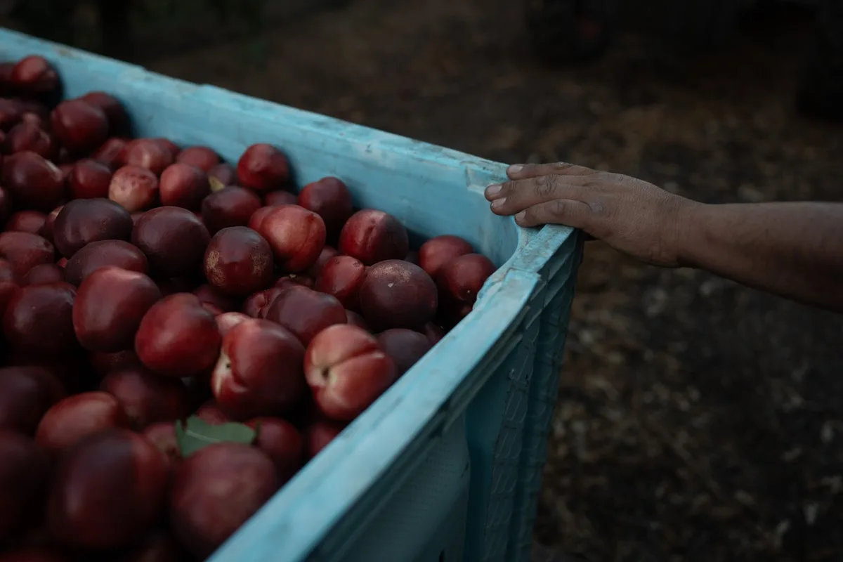California Farmer Gives Away Nectarines Amid Legal Dispute Over Exclusive Rights