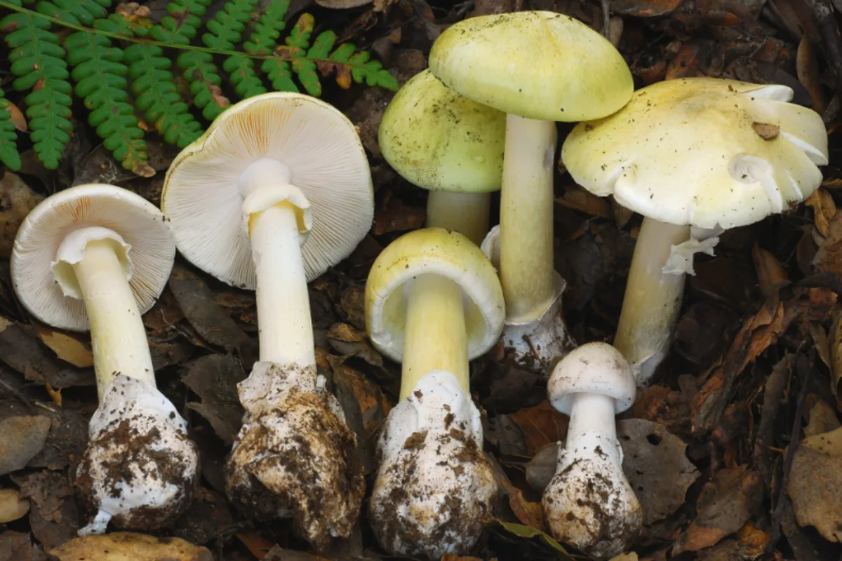 California Reports 47 Severe Mushroom Poisoning Cases and Four Deaths Since November