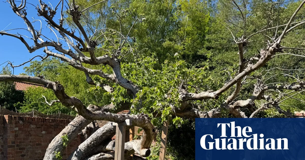Campaigners Launch Appeal to Save Original Bramley Apple Tree in Nottinghamshire