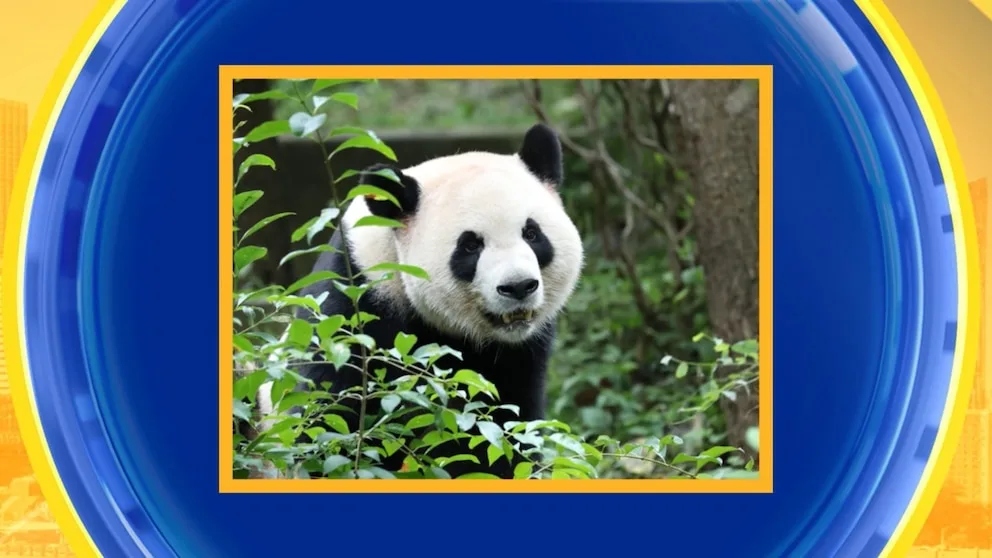 China to Loan Two Giant Pandas to Zoo Atlanta Under New Agreement