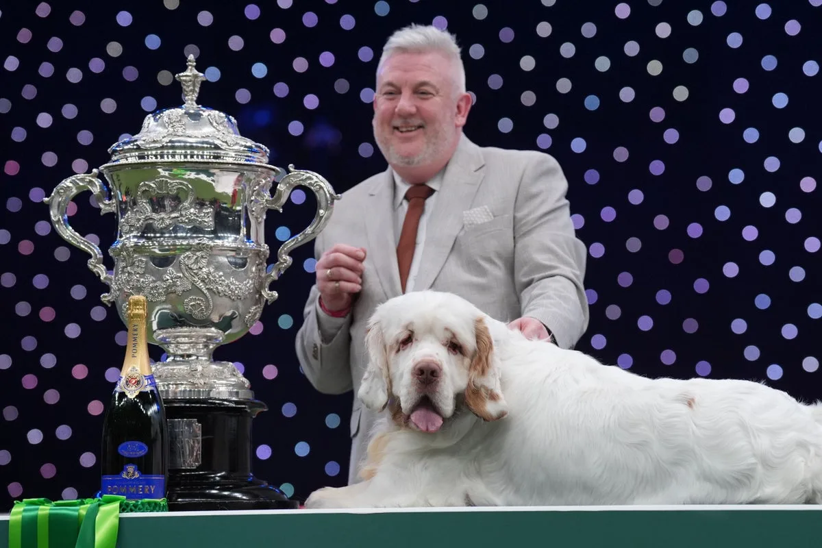 Clumber Spaniel Wins Top Prize at Crufts 2026 in Historic Achievement