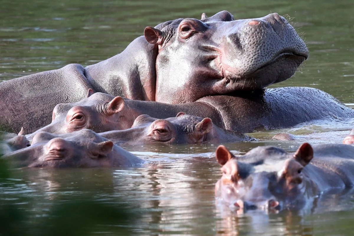 Colombia Approves Plan to Cull Dozens of Wild Hippos Descended from Escobar's Zoo