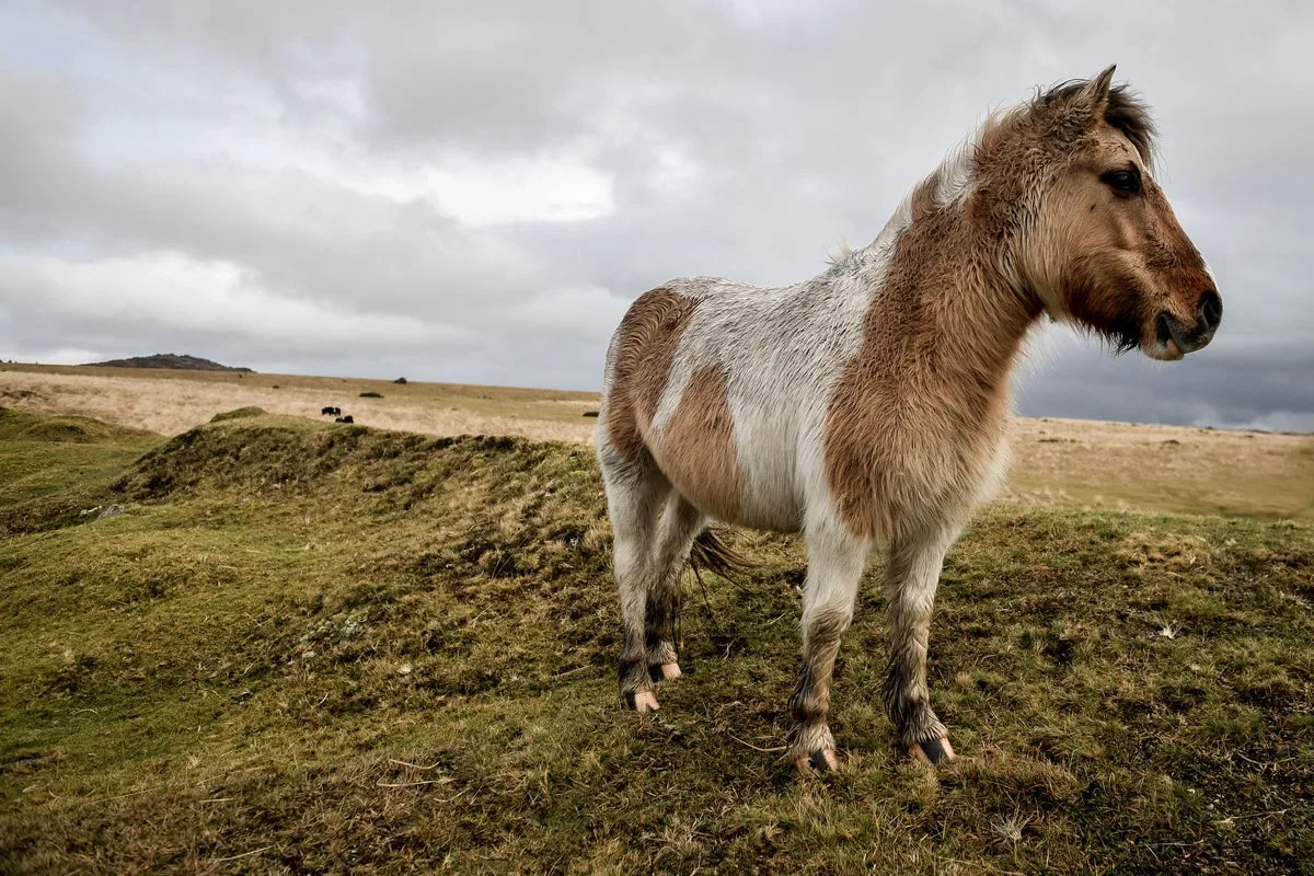 Concerns Raised Over Dartmoor Pony Cull Amid New Conservation Rules