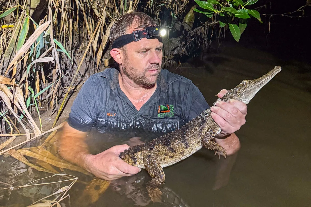 Crocodile Captured 1,200 Miles From Tropical Habitat in Australian Creek
