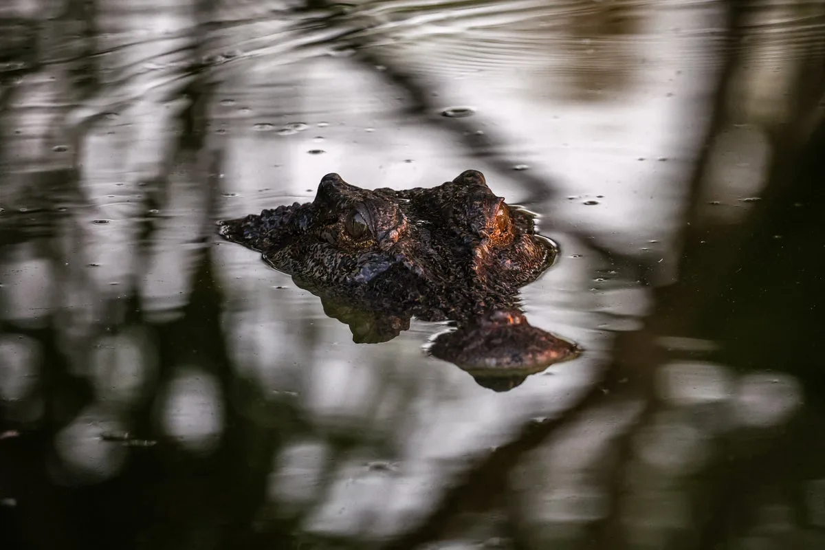 Crocodile Sightings in Northern Territory Floodwaters Raise Public Concern
