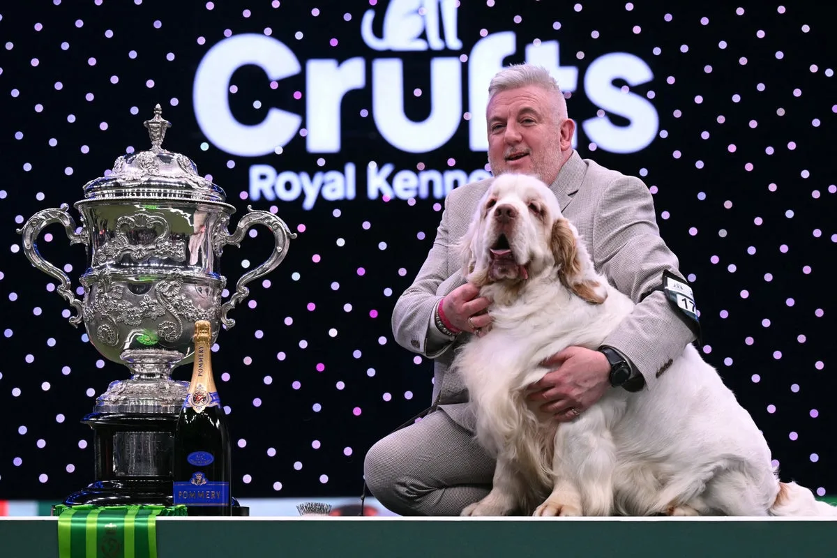 Crufts Champion Handler Previously Convicted of Animal Cruelty, Report Says