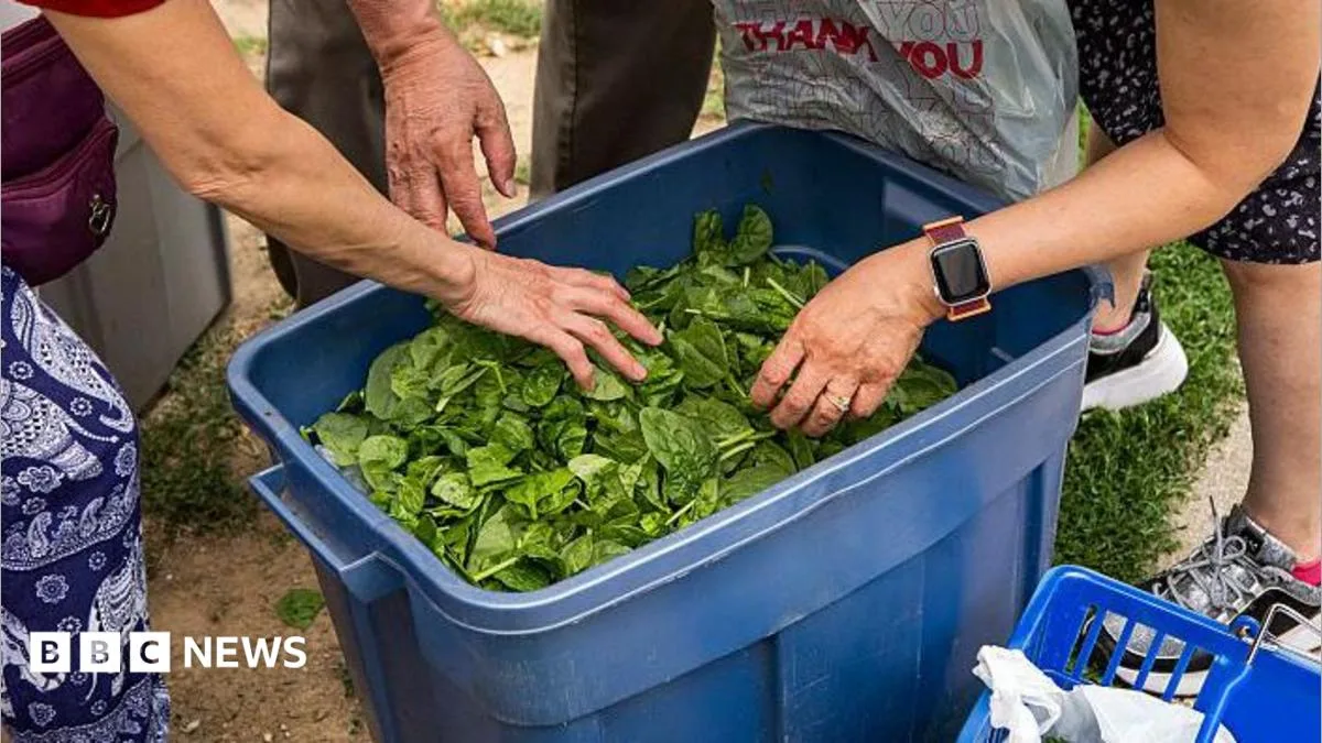 Cyclospora Outbreak Expands to Nine US States, Thousands Reported Ill