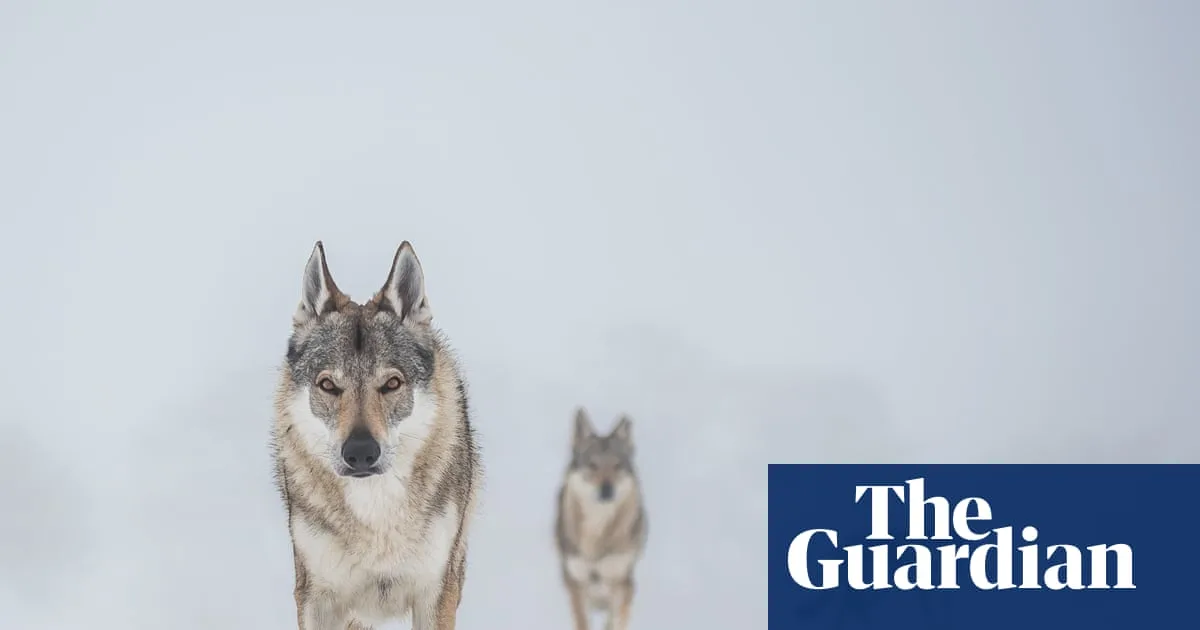 Denmark Issues Wolf Safety Guidance to Tourists Amid Increased Sightings