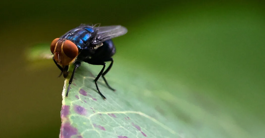 Deadly Screwworm Parasite Detected in Texas Cattle Near US-Mexico Border