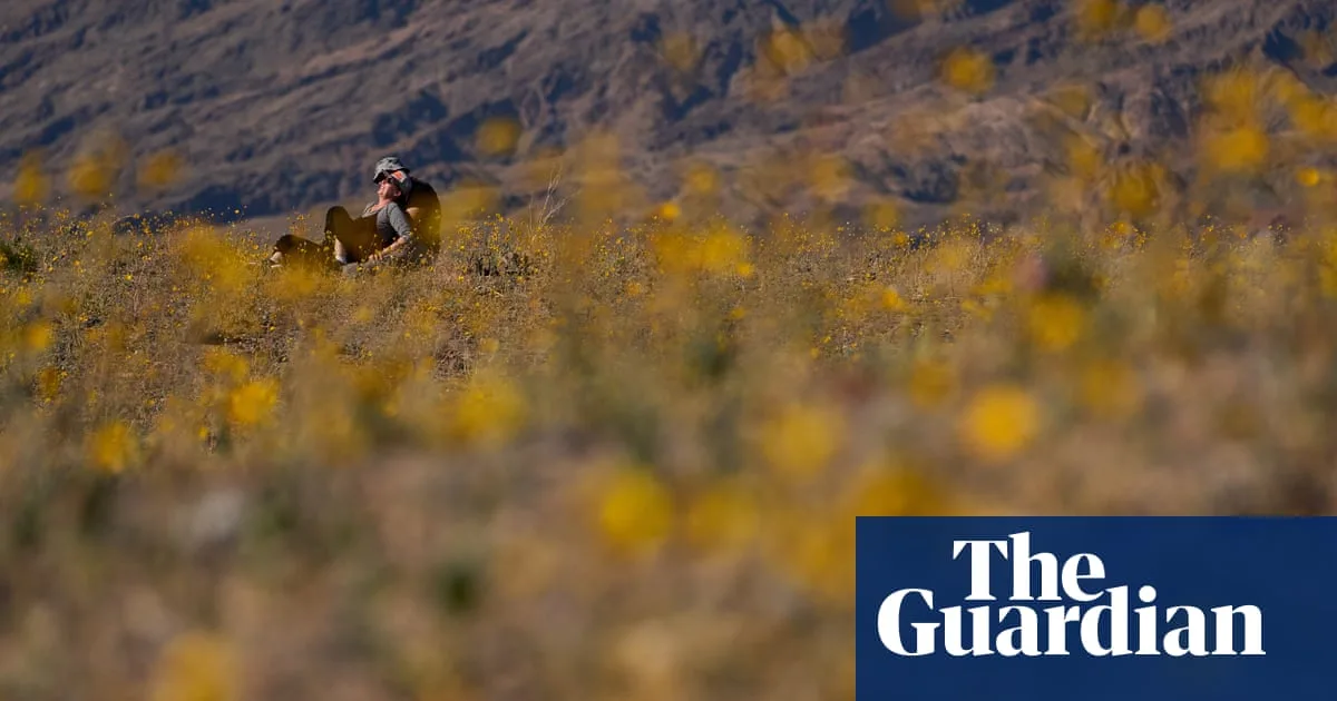 Death Valley Experiences Superbloom After Record Rainfall