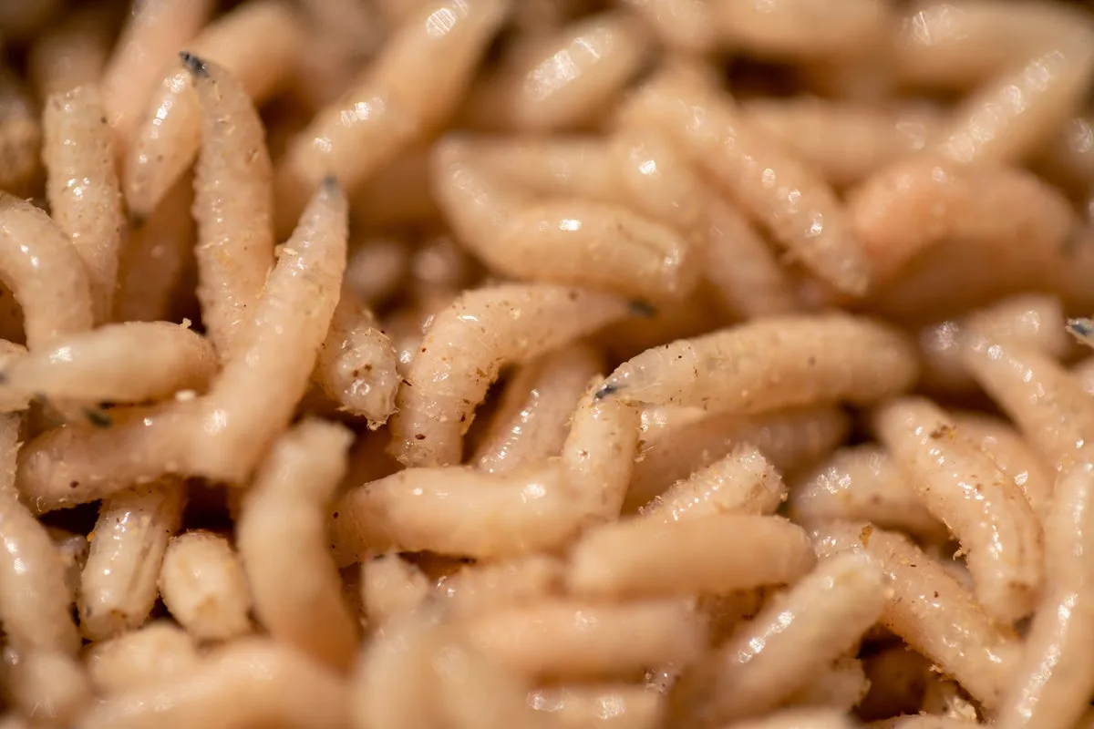 Doctors in the US Use Maggots for Medical Treatments Following FDA Approval
