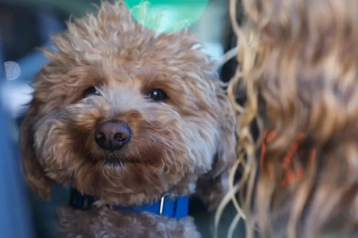 Dog abandoned at Las Vegas airport adopted by police officer who rescued him