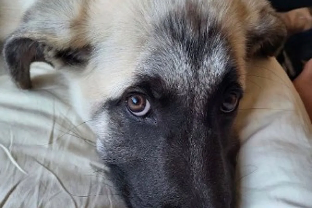 Dog Euthanized After Supreme Court Emergency Appeal Fails