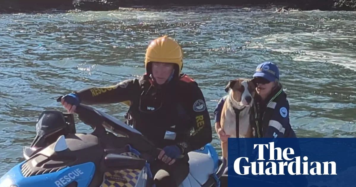 Dog Rescued After Swimming 800 Metres to Snapper Island Off NSW Coast