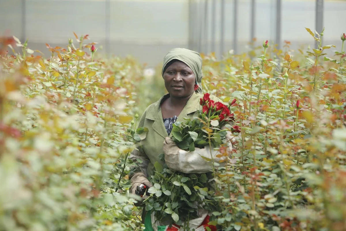East African Flower Workers' Conditions Raise Concerns Amid UK Mother’s Day Sales