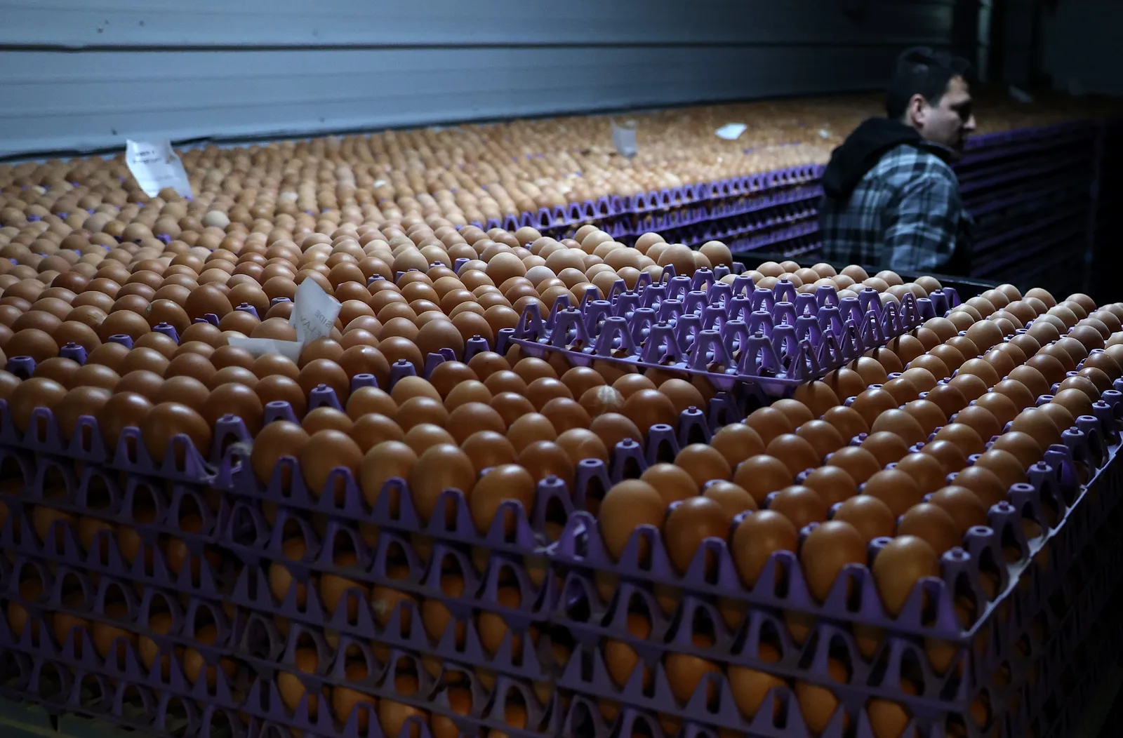 Egg Producers Settle Price-Fixing Probe With $3.3 Million Payment and Food Bank Donation