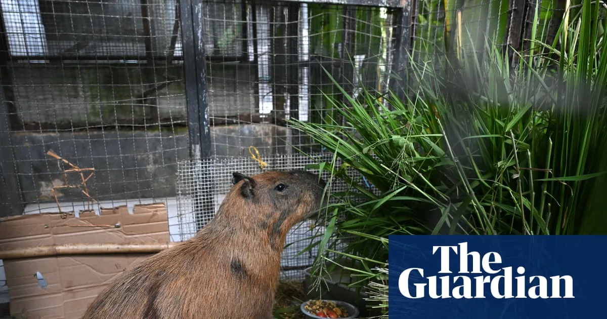 Eight Arrested After Capybara Beaten in Rio de Janeiro