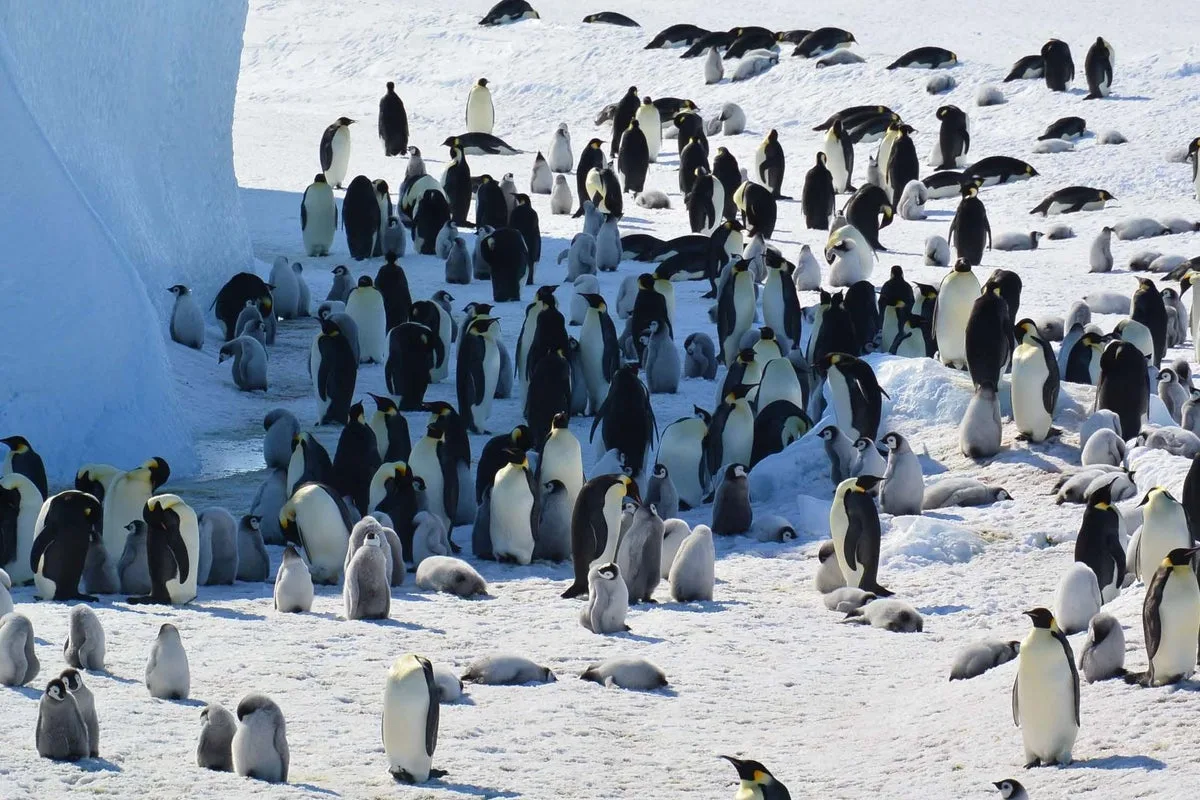Emperor Penguins Declared Endangered Amid Antarctic Ice Loss