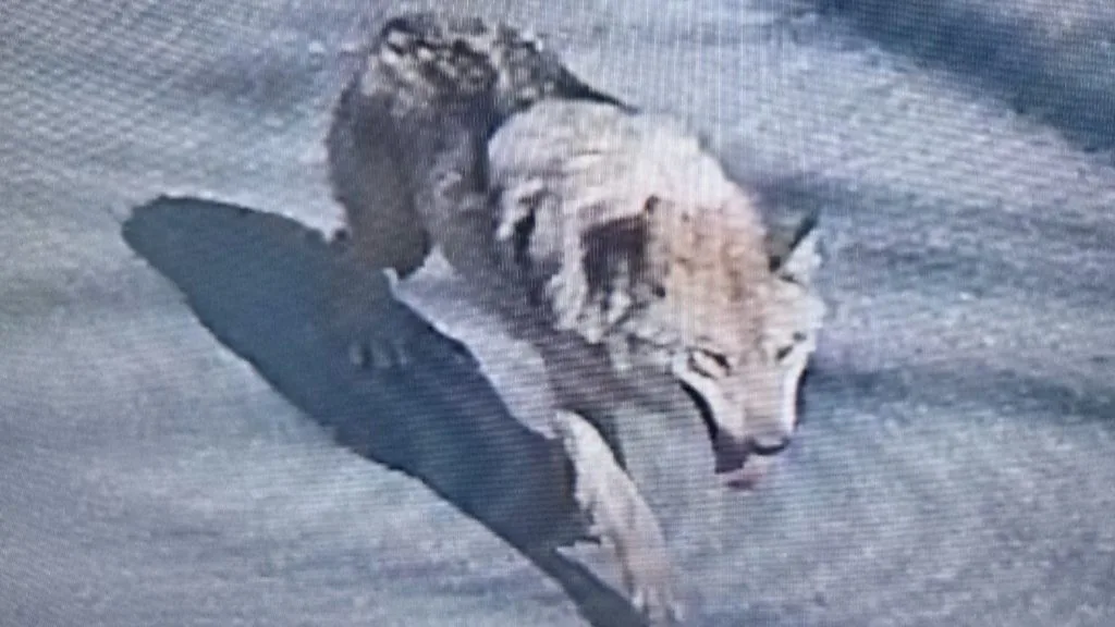 Escaped Wolf in South Korea Captured and Returned to Zoo After Nine Days