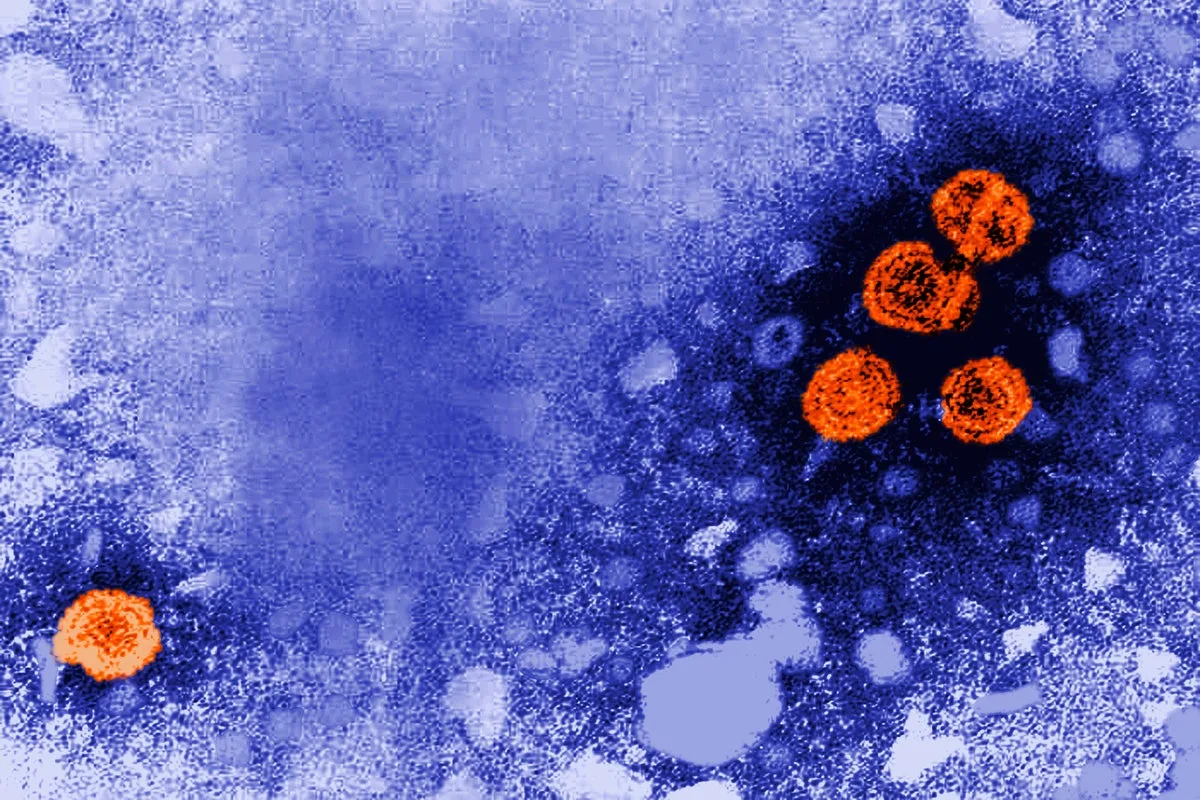 Experimental Drug Shows Potential to Cure Some Chronic Hepatitis B Cases