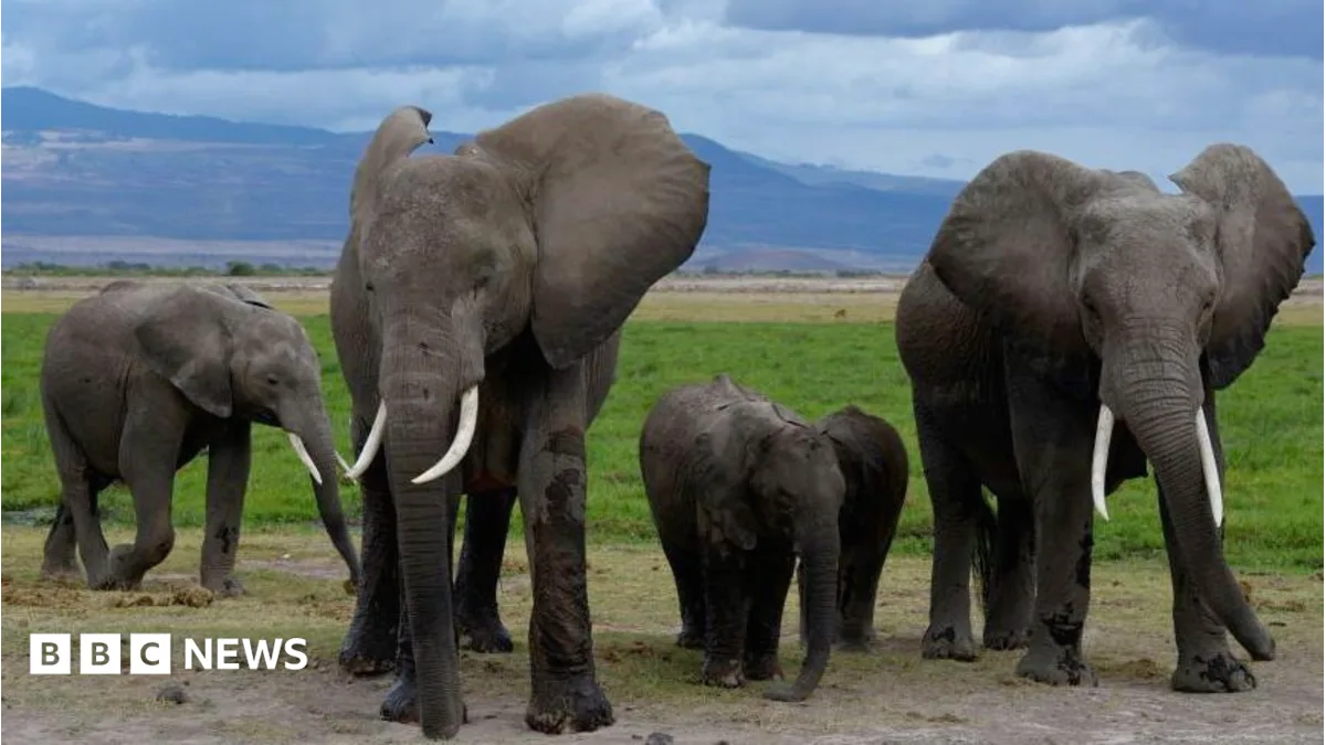Fifteen Elephants Found Dead in Southern Kenya Amid Suspected Pesticide Poisoning
