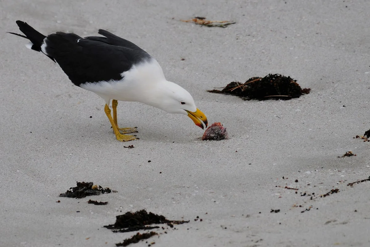 First Case of Deadly H5N1 Bird Flu Detected in Australian Seabird
