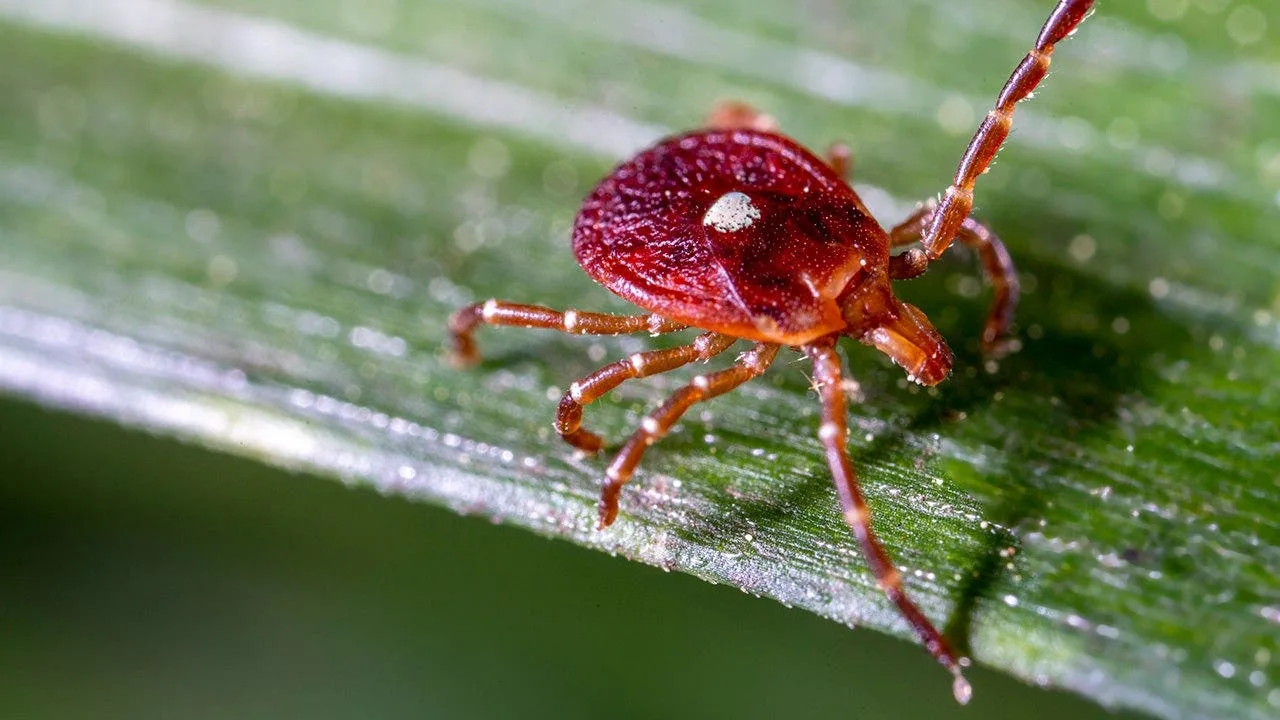 First Confirmed Case of Bourbon Virus Reported in New York State