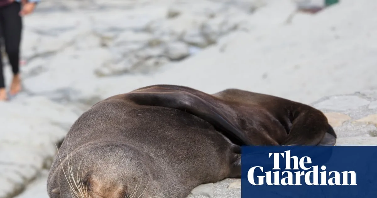 First Confirmed H5 Bird Flu Case in Mammal Reported in Australia After Seal Death