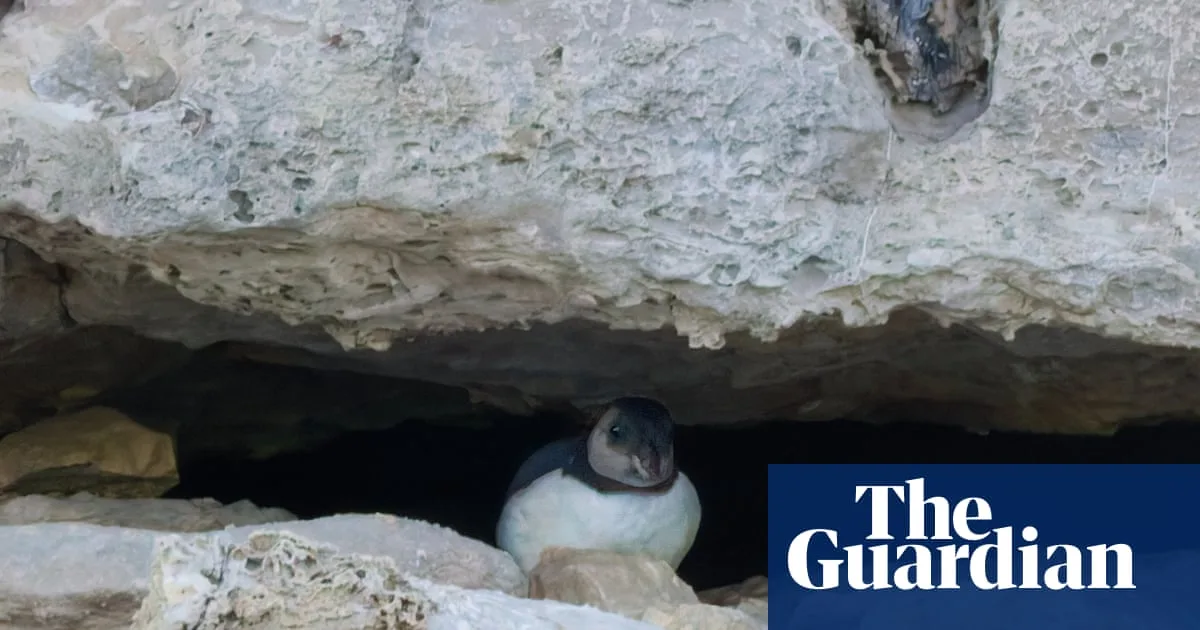 First Puffin Chick in Decades Spotted on Dorset Coast