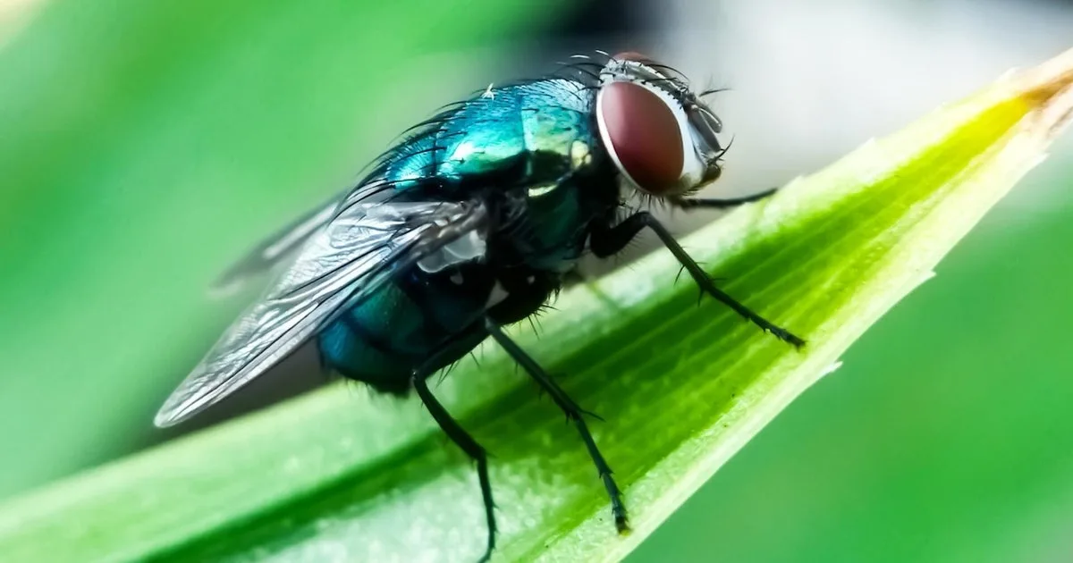 Flesh-Eating Screwworm Detected in Southwest Texas After Decades-Long Absence