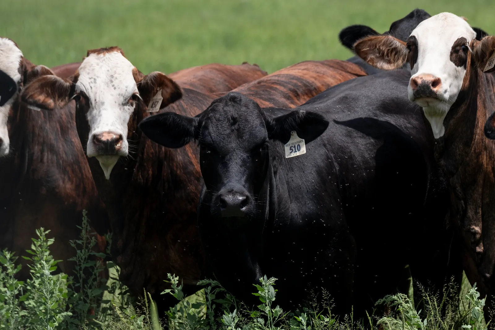 Flesh-Eating Screwworm Detected in Texas Livestock After Six Decades