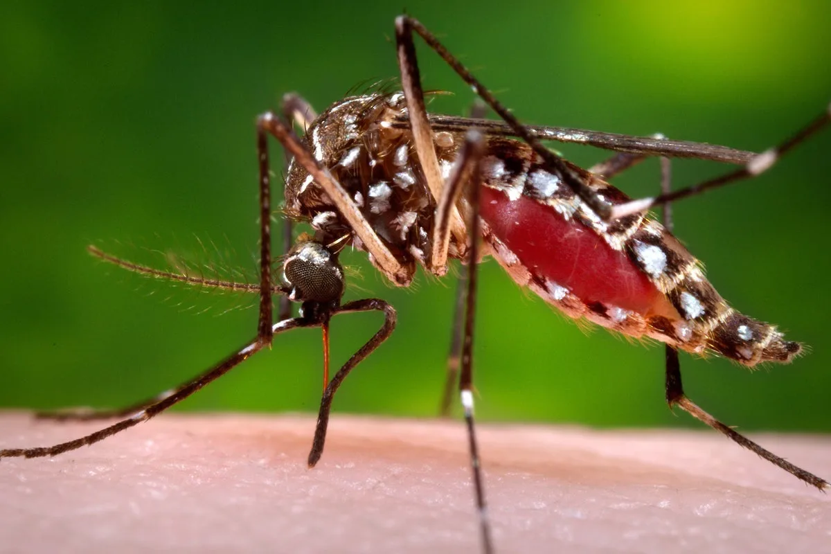 Florida Reports First Dengue Fever Death Amid Ongoing Outbreak