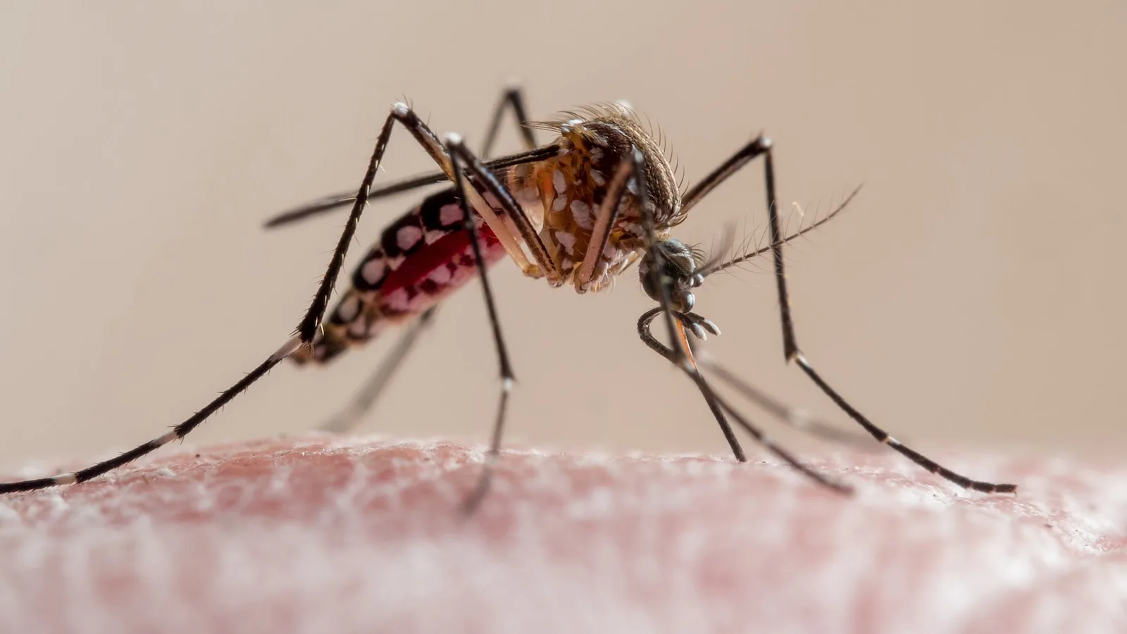 Florida Reports First Dengue Fever Death Amid Rising Case Numbers