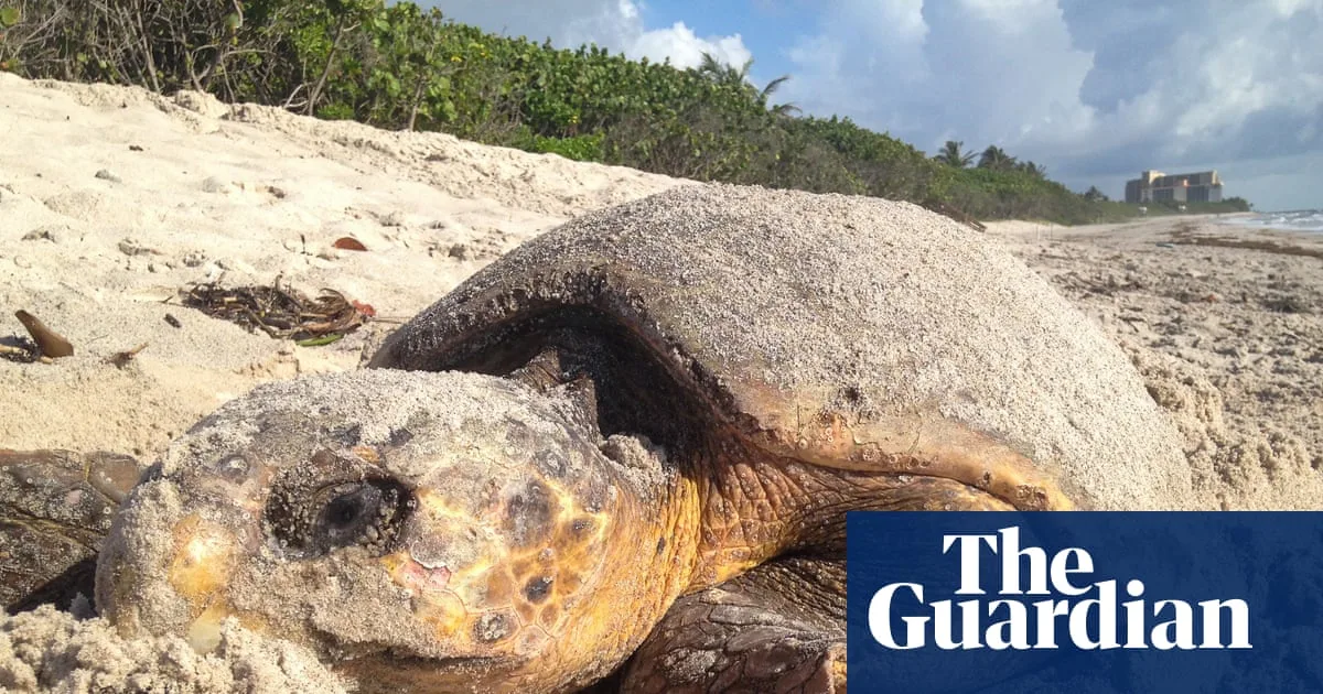 Florida Reports Record Sea Turtle Nests Amid Concerns Over ESA Rollback