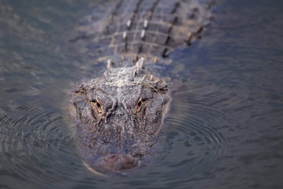 Florida Woman Fatally Attacked by Alligator While Hiking Near Water